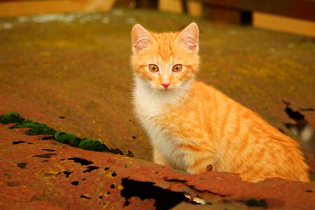 Red mackerel tabby young cat red cat