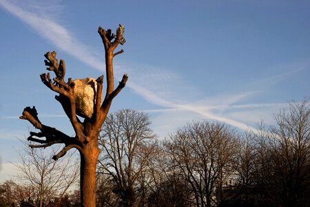 Penonebaum karlsaue kassel