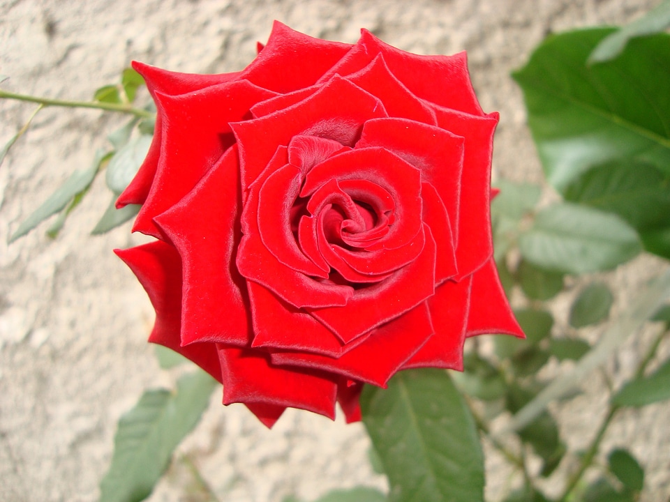 Red rose flower garden