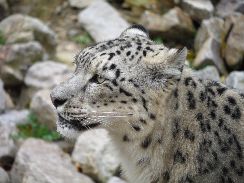 Close up zoo animal portrait