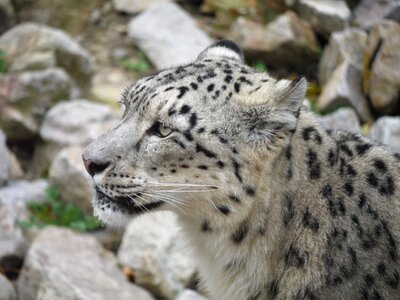 Close up zoo animal portrait