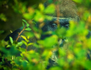 Monkey animal world zoo