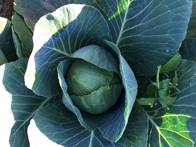 Farm fresh healthy