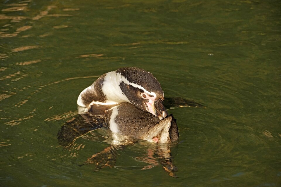 Humboldt penguin water bird zoo sababurg