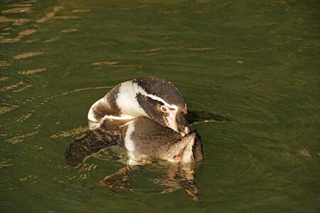 Humboldt penguin water bird zoo sababurg