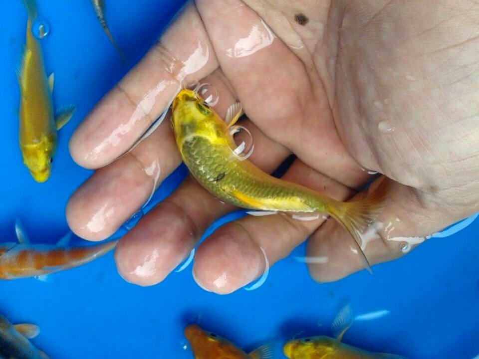 Koi garden how to keep koi