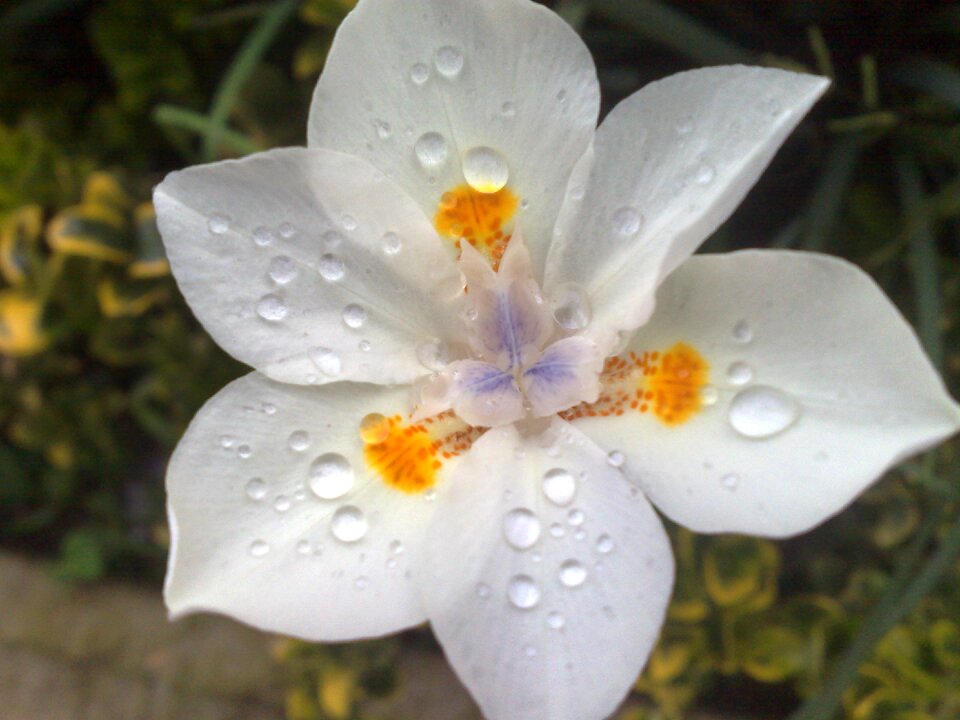 Nature spring white