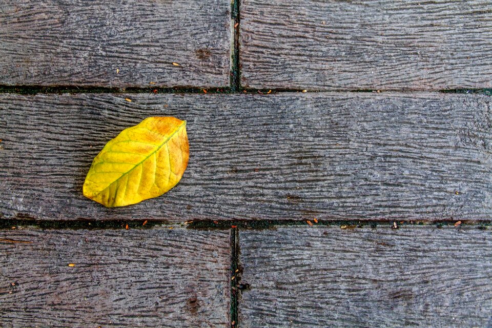 Alopecia ground yellow