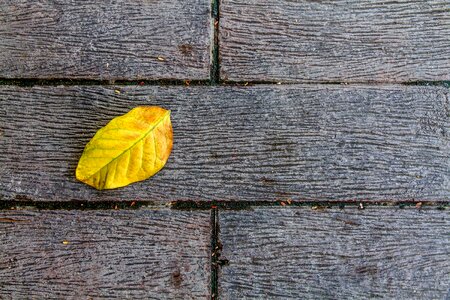 Alopecia ground yellow