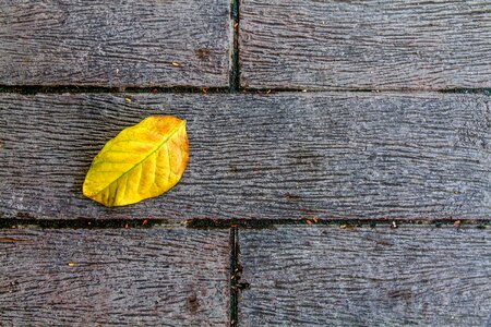 Alopecia ground yellow photo