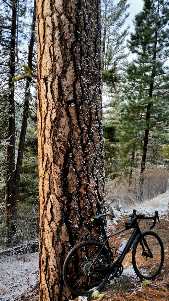 Forest outdoor big tree