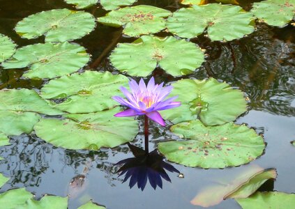 Lake pond water lily photo