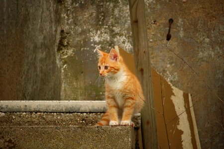 Cat baby wall stone wall