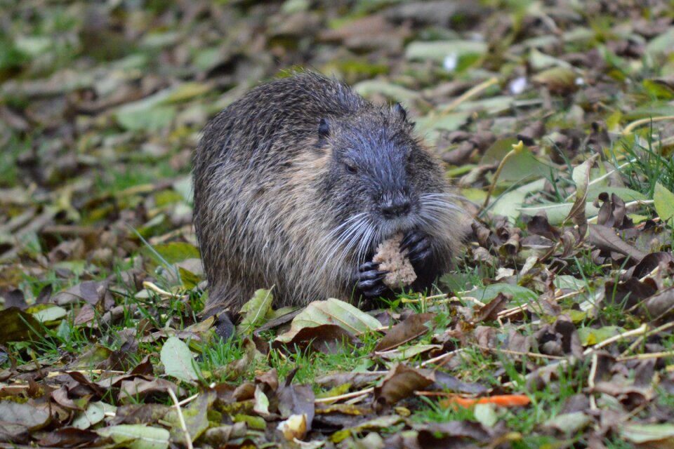 Water rodent muskrat