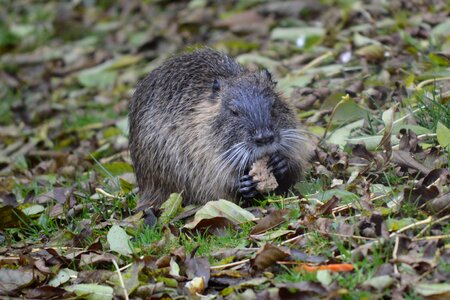 Water rodent muskrat photo