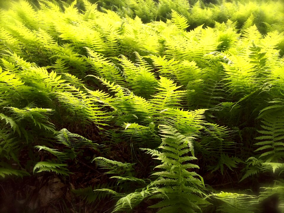 Plant nature forest