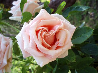 Pink flowers garden