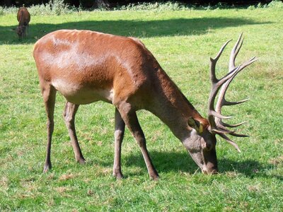 Antlers forest białowieża