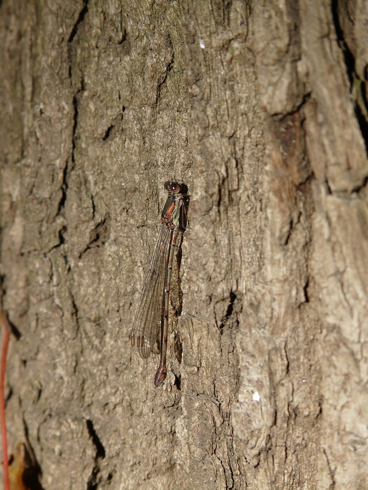 Common weidenjungfer disguised chalcolestes viridis