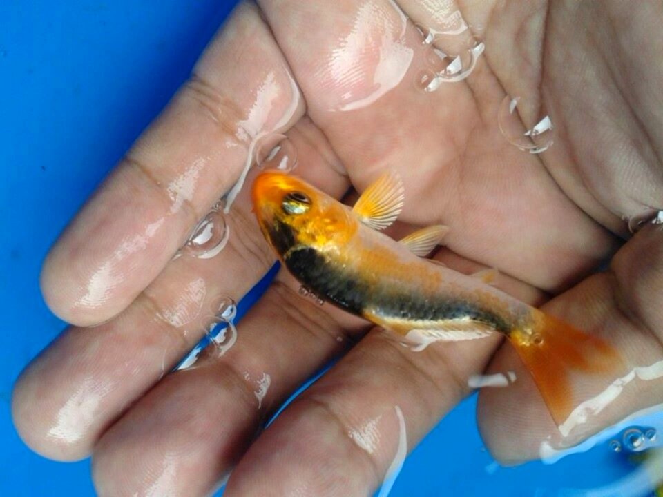 Koi garden how to keep koi