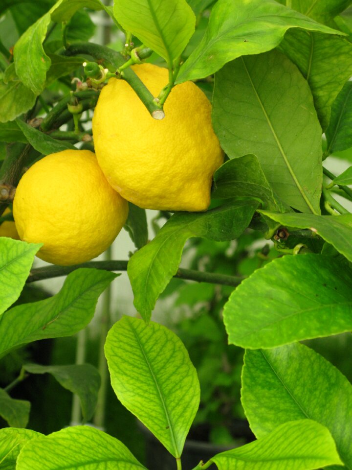Fruit fresh citrus