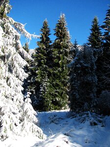 Winter view snow photo