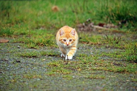 Sneak up on red cat young cat