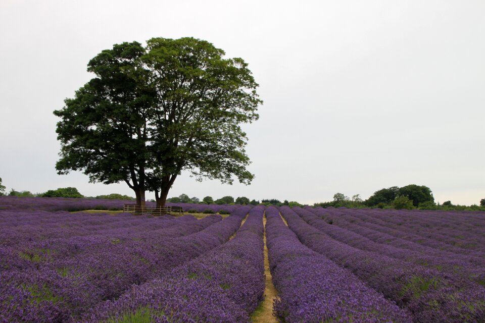 Lavender tree flowers