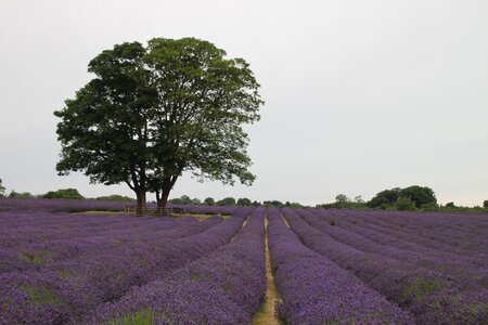 Lavender tree flowers photo