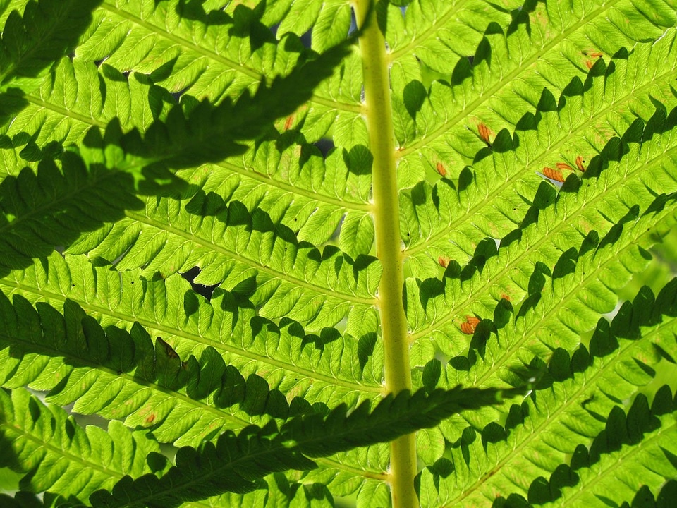 Close macro background