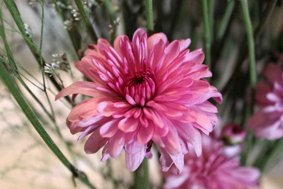 Flower pink flower nature
