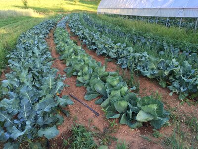Agricultural growing crop