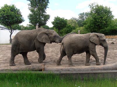 Zoo elephant animal photo