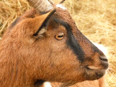 Goat animal nature photo