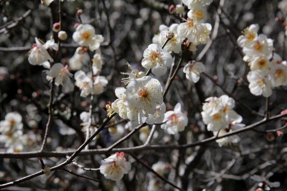 Plum white plum blossoms spring