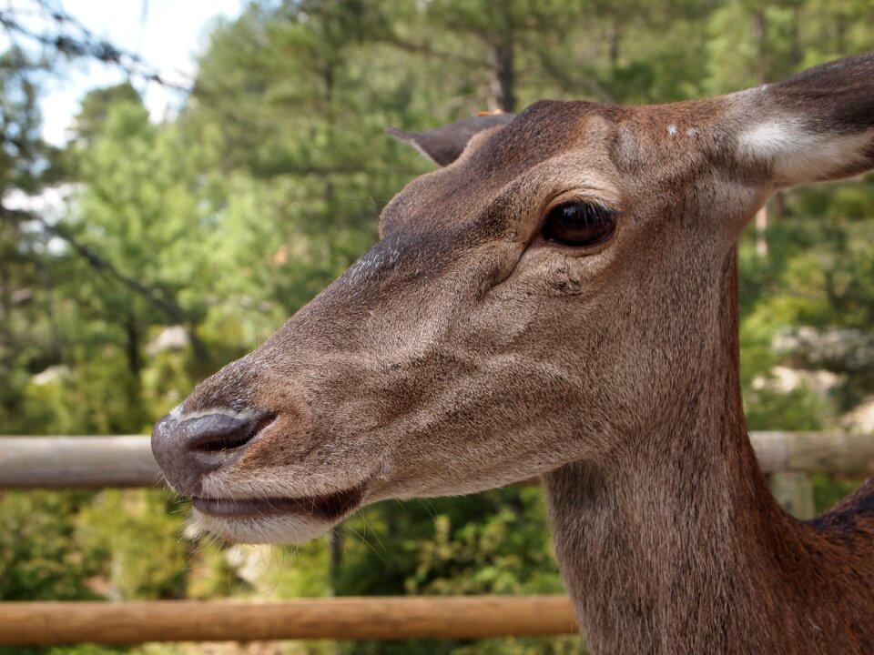Animal fauna mammals
