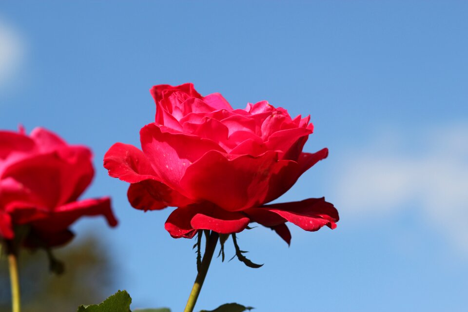 Flower rose red