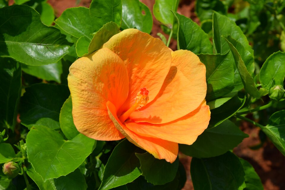 Garden nature blossom