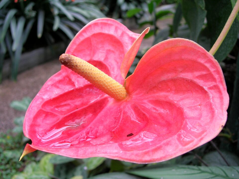 Flower pink color creeks