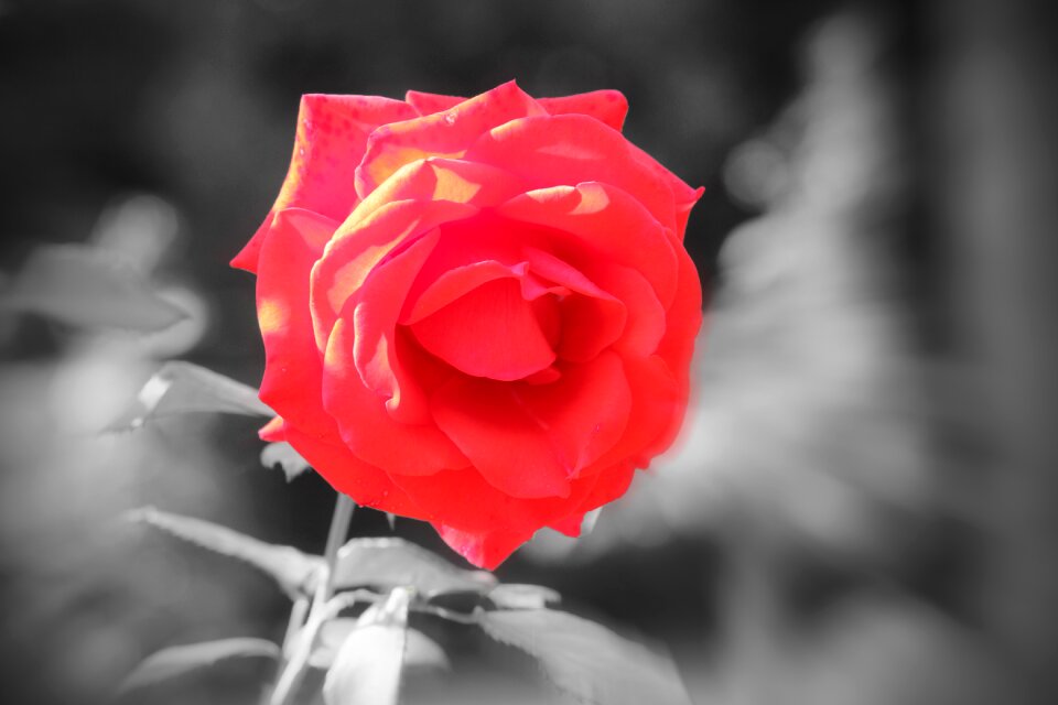 Red roses love romance