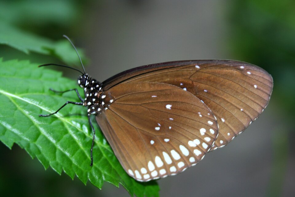 Nature butterfly garden