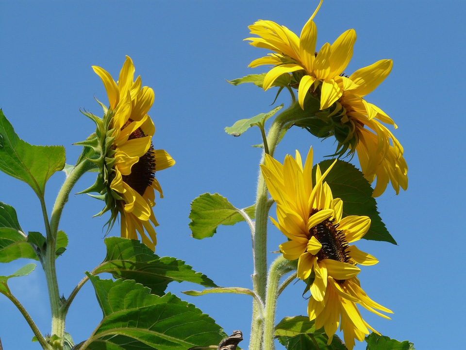 Nature plant blossom