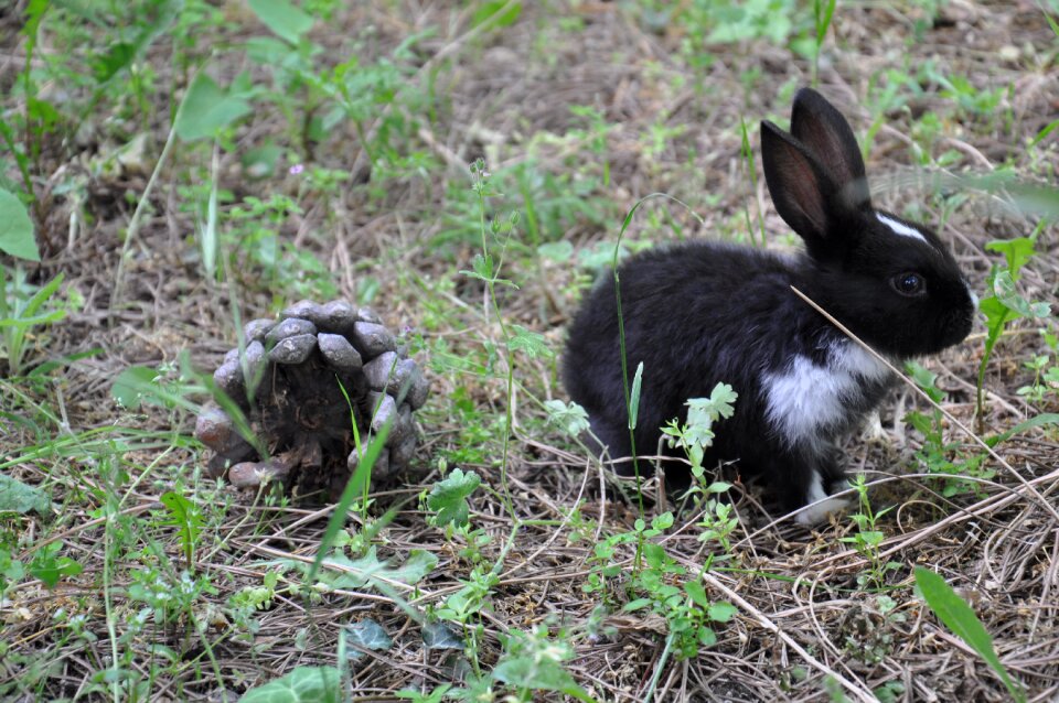 Rabbit nature black