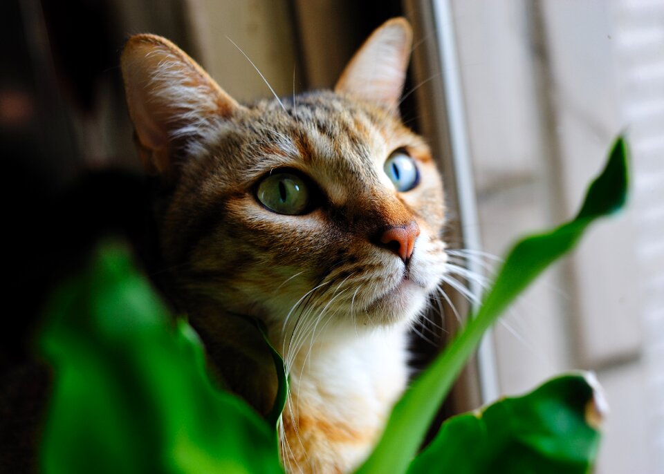 Pet cat's eye reviews online