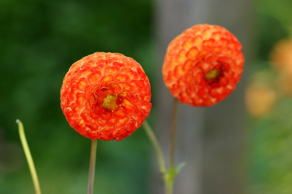 Orange flower summer