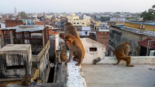 India animals street photo
