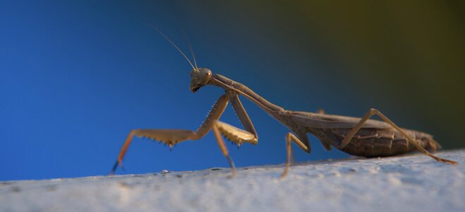 Southern europe greece insect