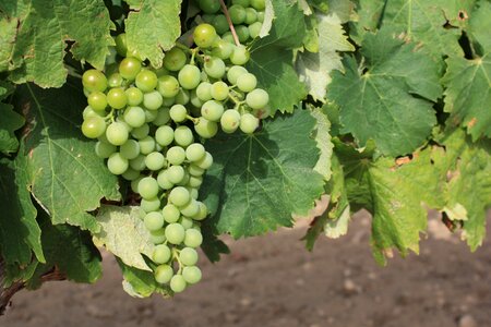 Grapes vineyard wine