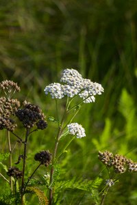 California native yarrow