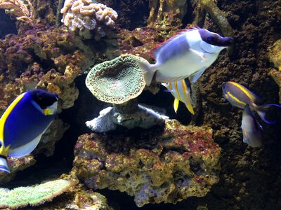 Fish aquarium underwater world photo